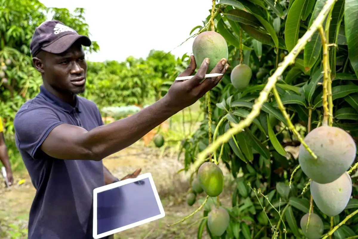 Agriculture software development by SmartTech Solutions